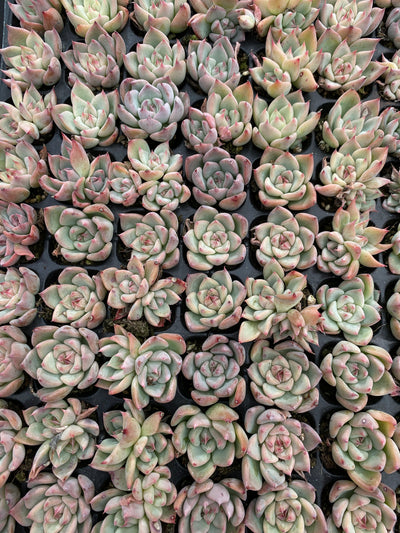多肉植物 スカイワールド 105株セット 品番AB0189