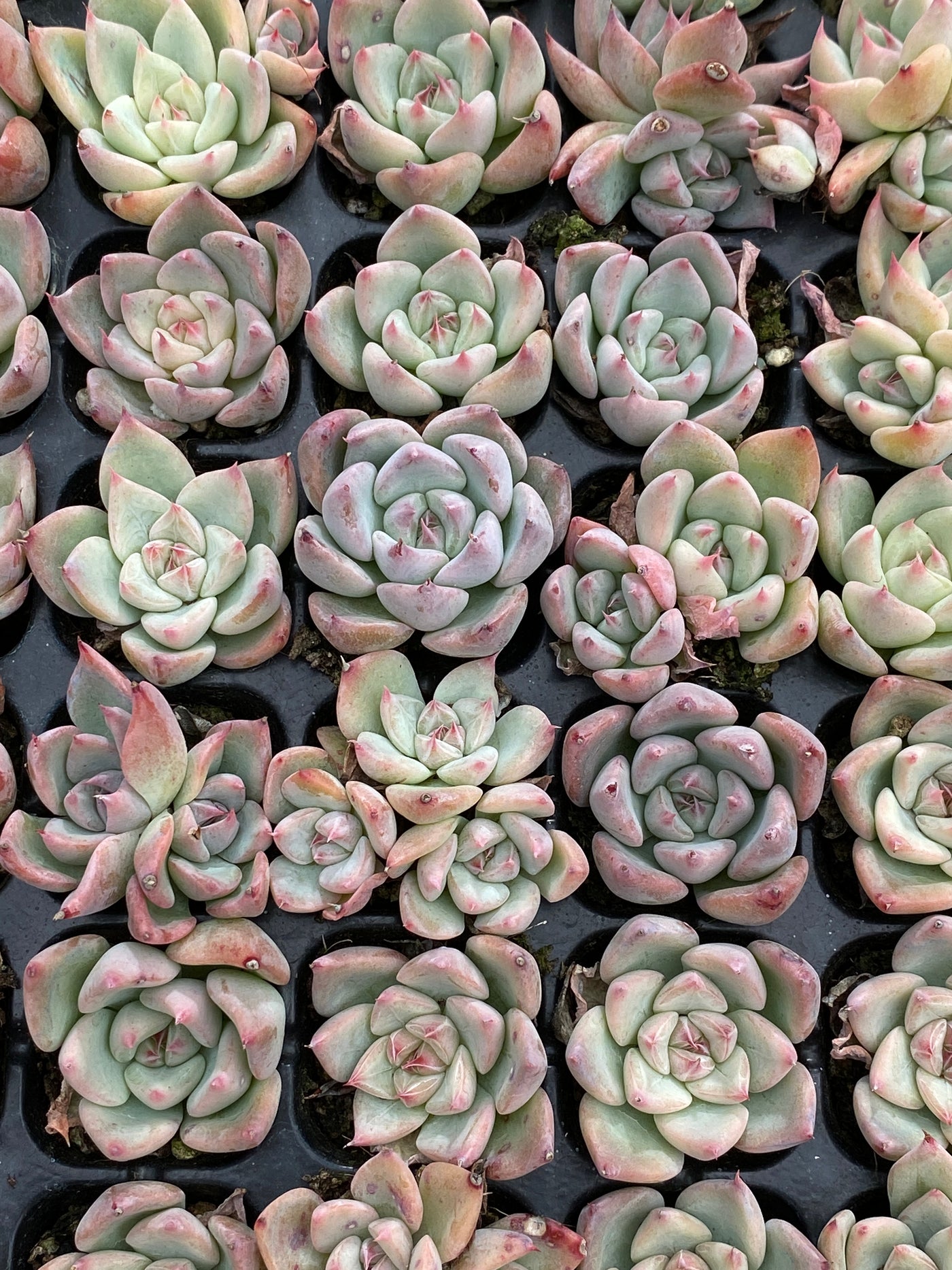 多肉植物 スカイワールド 105株セット 品番AB0189