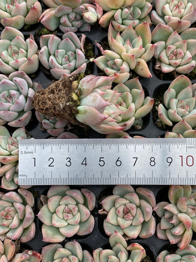 多肉植物 スカイワールド 105株セット 品番AB0189