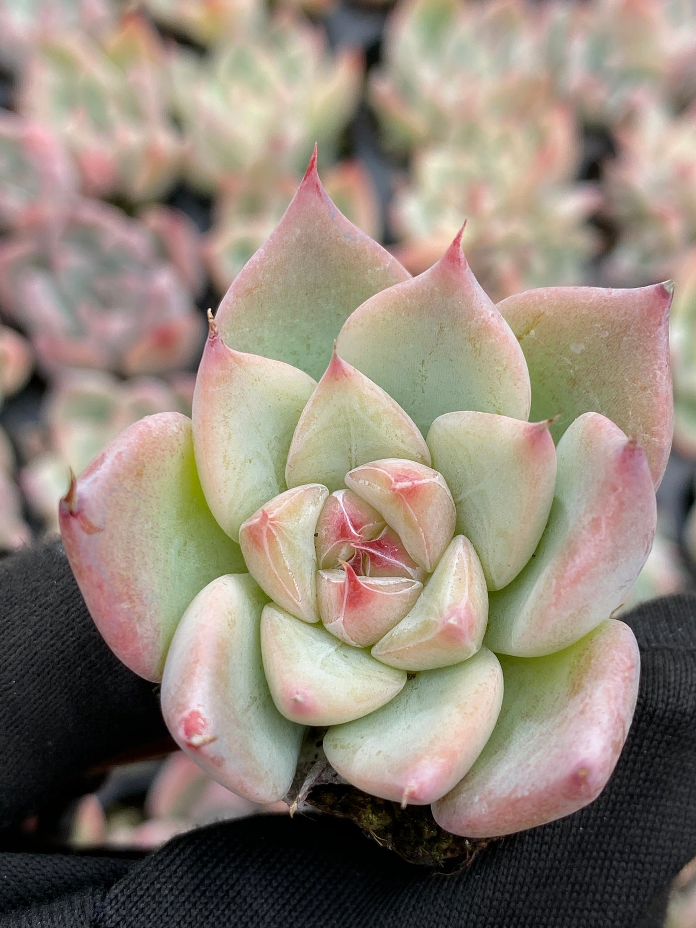 多肉植物 スカイワールド 105株セット 品番AB0189