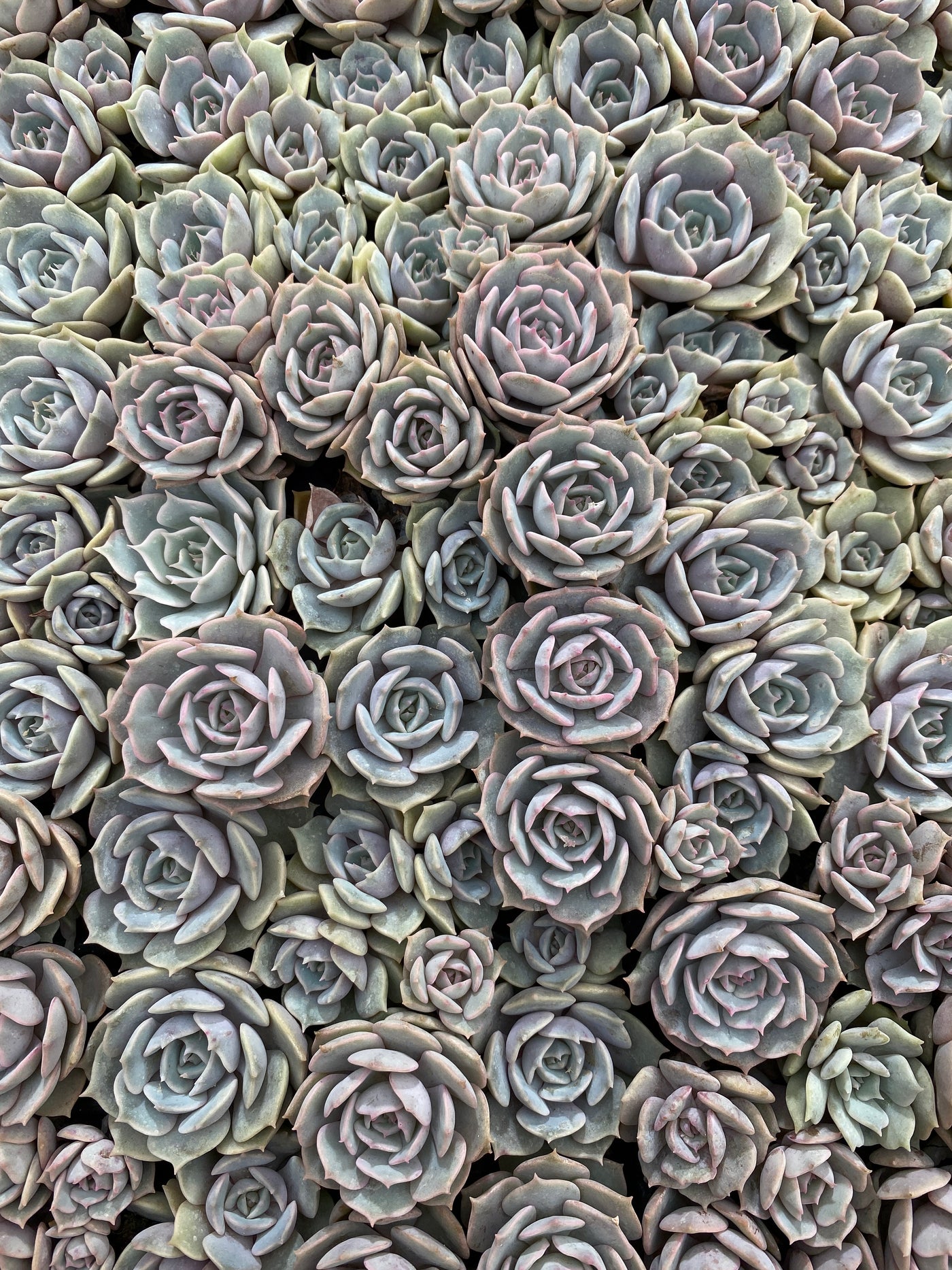 多肉植物 ルナレン 105株セット 品番AB0050