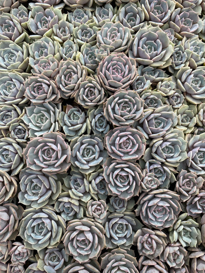 多肉植物 ルナレン 105株セット 品番AB0050