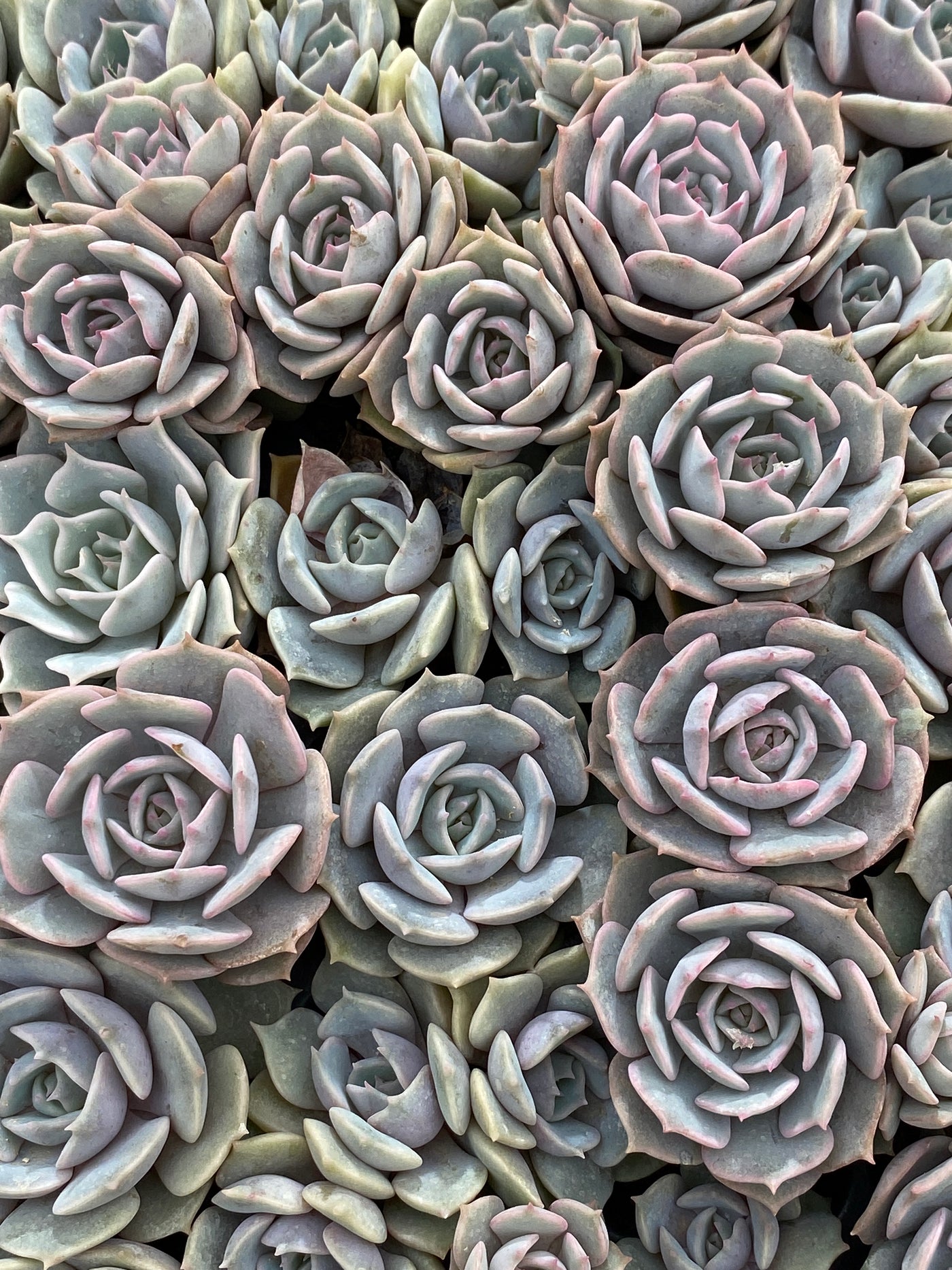多肉植物 ルナレン 105株セット 品番AB0050