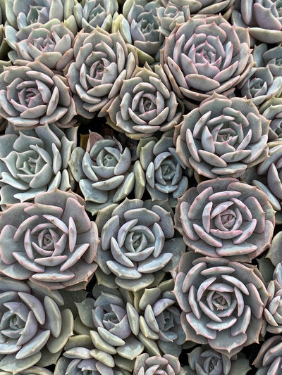 多肉植物 ルナレン 105株セット 品番AB0050