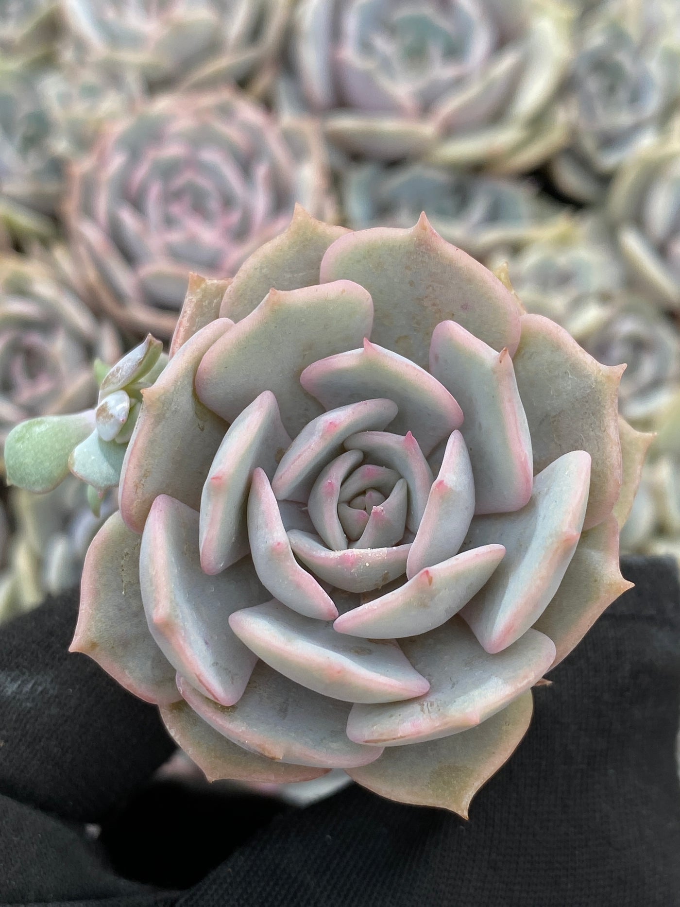 多肉植物 ルナレン 105株セット 品番AB0050