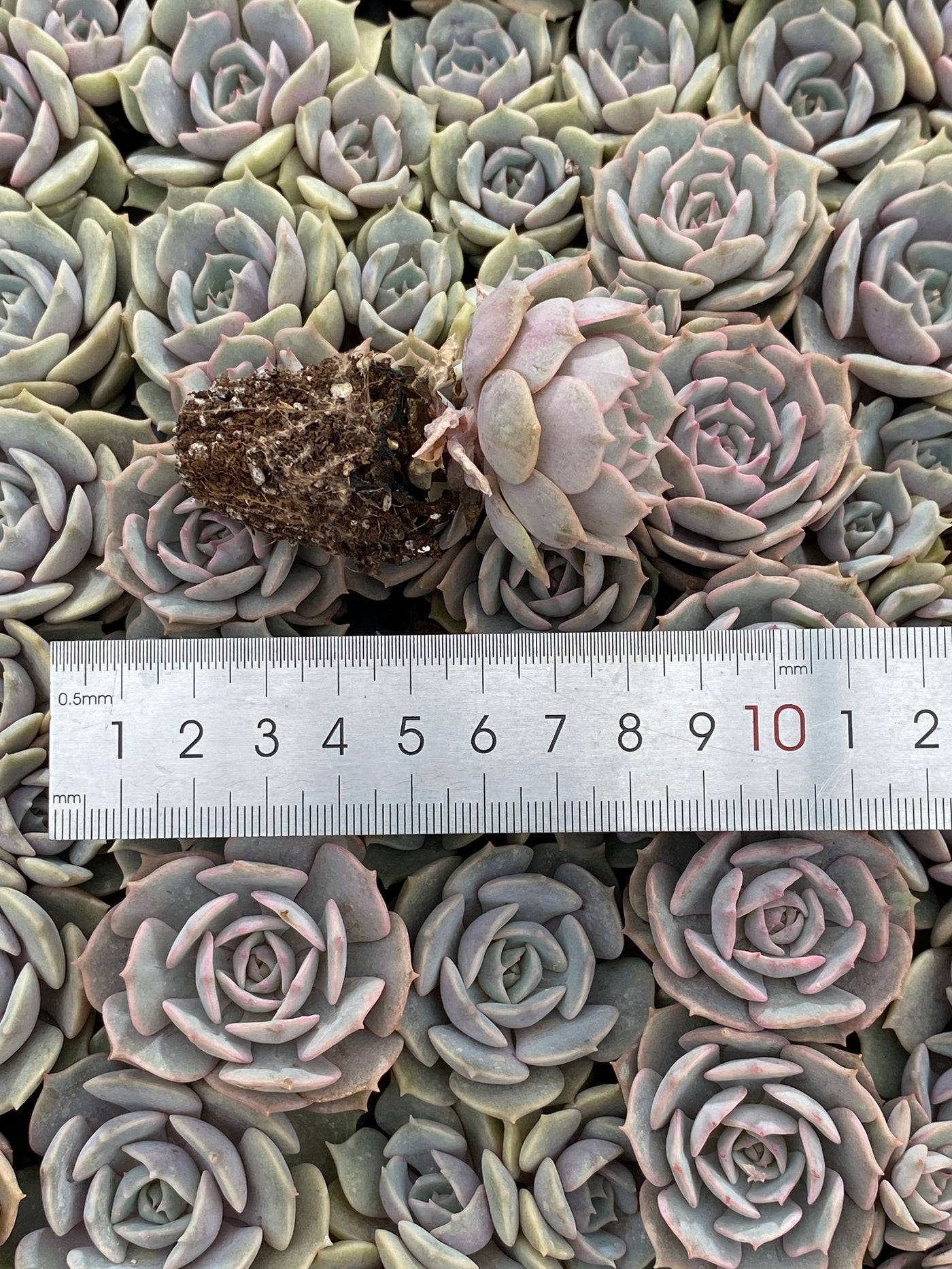 多肉植物 ルナレン 105株セット 品番AB0050