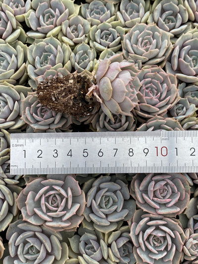 多肉植物 ルナレン 105株セット 品番AB0050