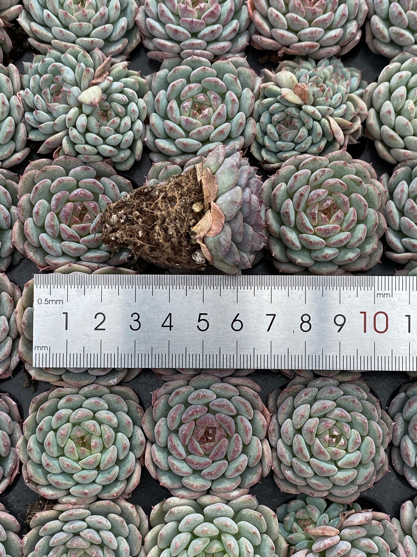 多肉植物 ハニーホワイトファット 105株セット 品番AB0133