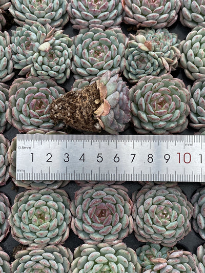 多肉植物 ハニーホワイトファット 105株セット 品番AB0133