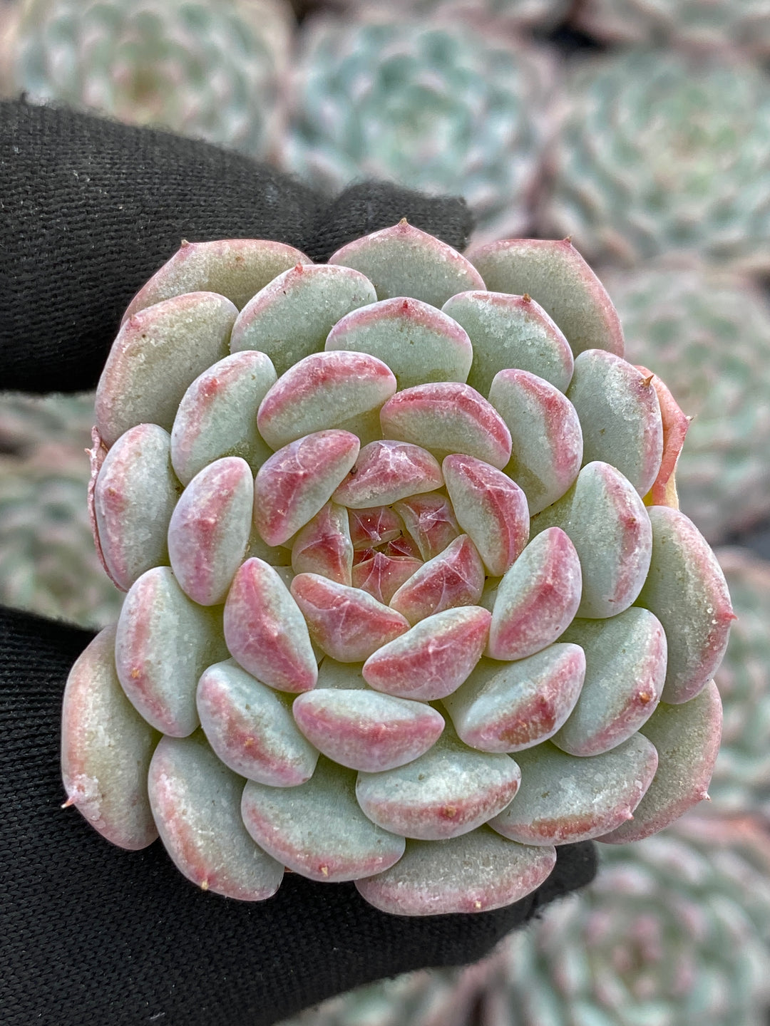 多肉植物 ハニーホワイトファット 105株セット 品番AB0133 – 花の