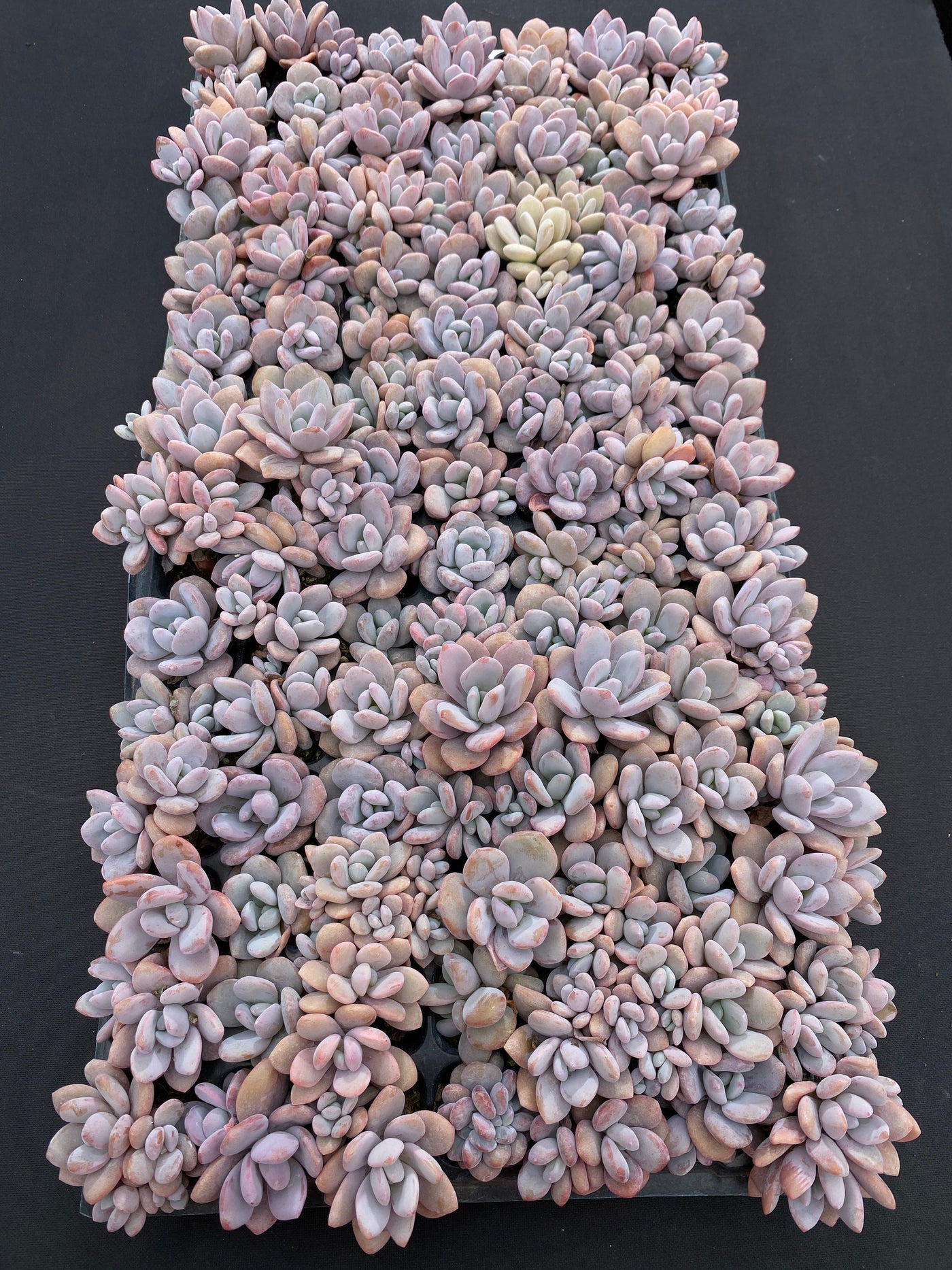 多肉植物 コウトウ 105株セット 品番AB0202