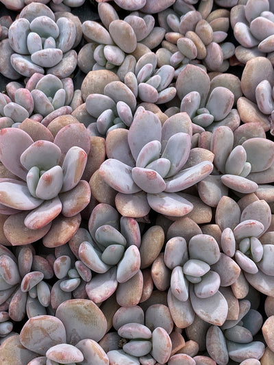 多肉植物 コウトウ 105株セット 品番AB0202