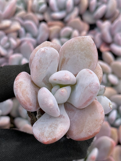 多肉植物 コウトウ 105株セット 品番AB0202