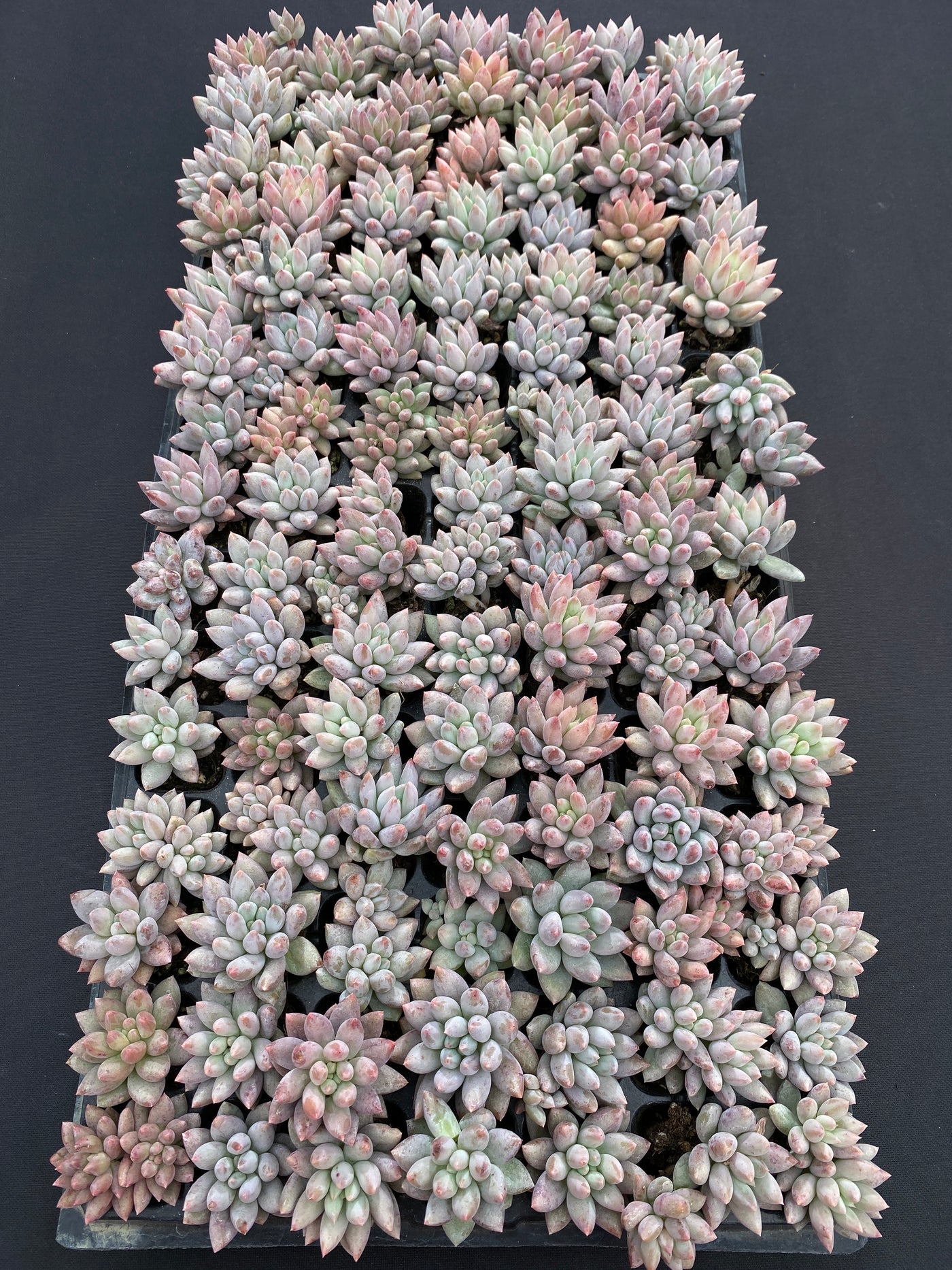 多肉植物 ソロモン 105株セット 品番AB0167