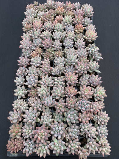 多肉植物 ソロモン 105株セット 品番AB0167