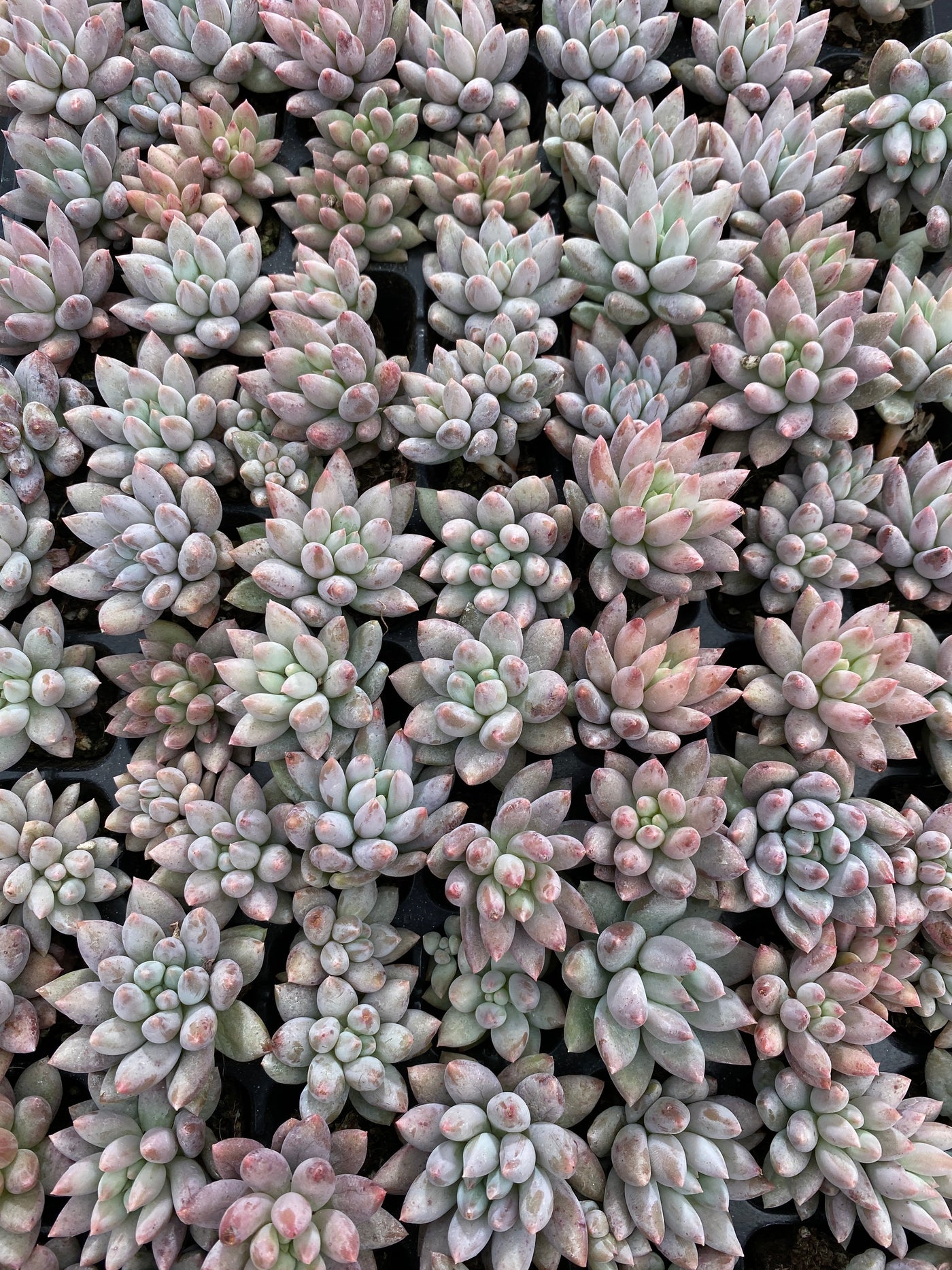 多肉植物 ソロモン 105株セット 品番AB0167