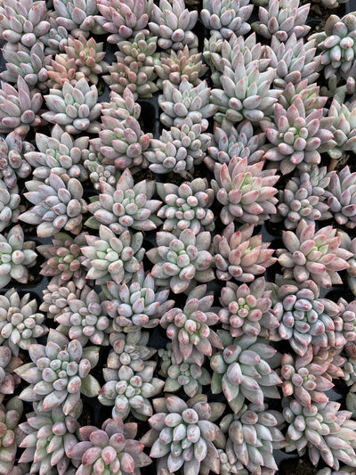 多肉植物 ソロモン 105株セット 品番AB0167