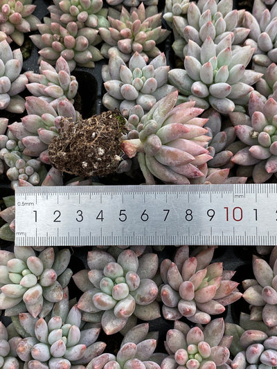 多肉植物 ソロモン 105株セット 品番AB0167