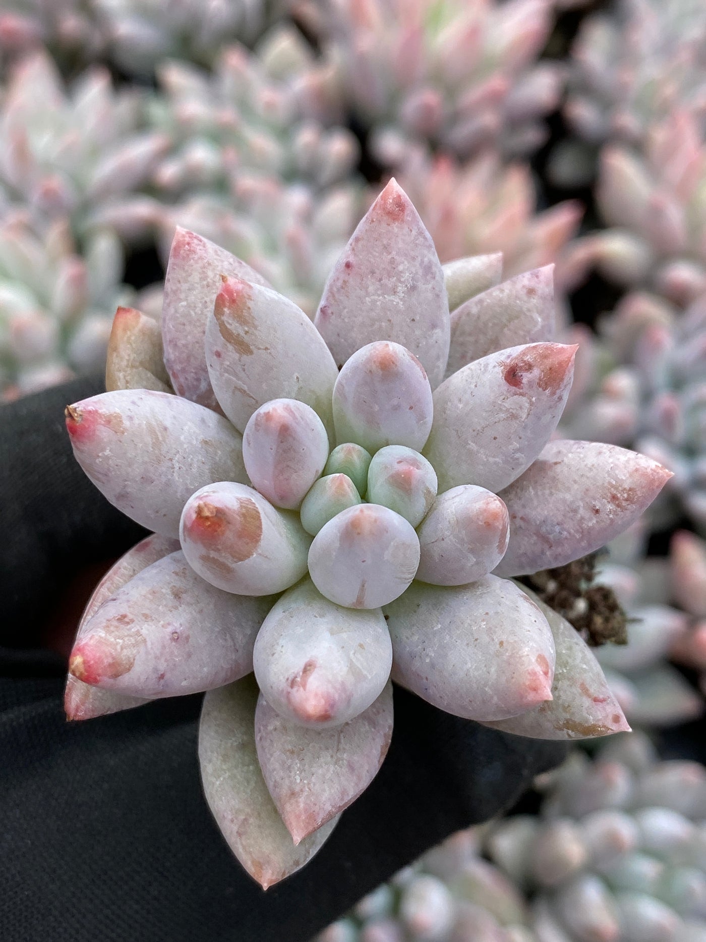 多肉植物 ソロモン 105株セット 品番AB0167