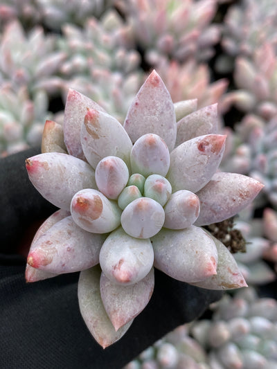 多肉植物 ソロモン 105株セット 品番AB0167
