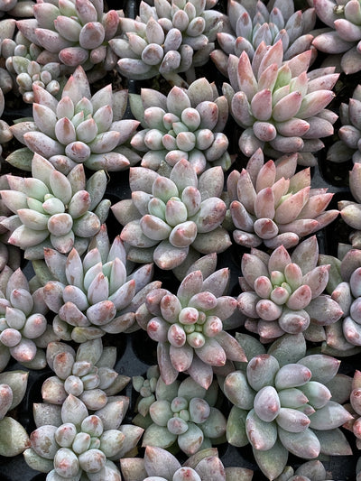 多肉植物 ソロモン 105株セット 品番AB0167