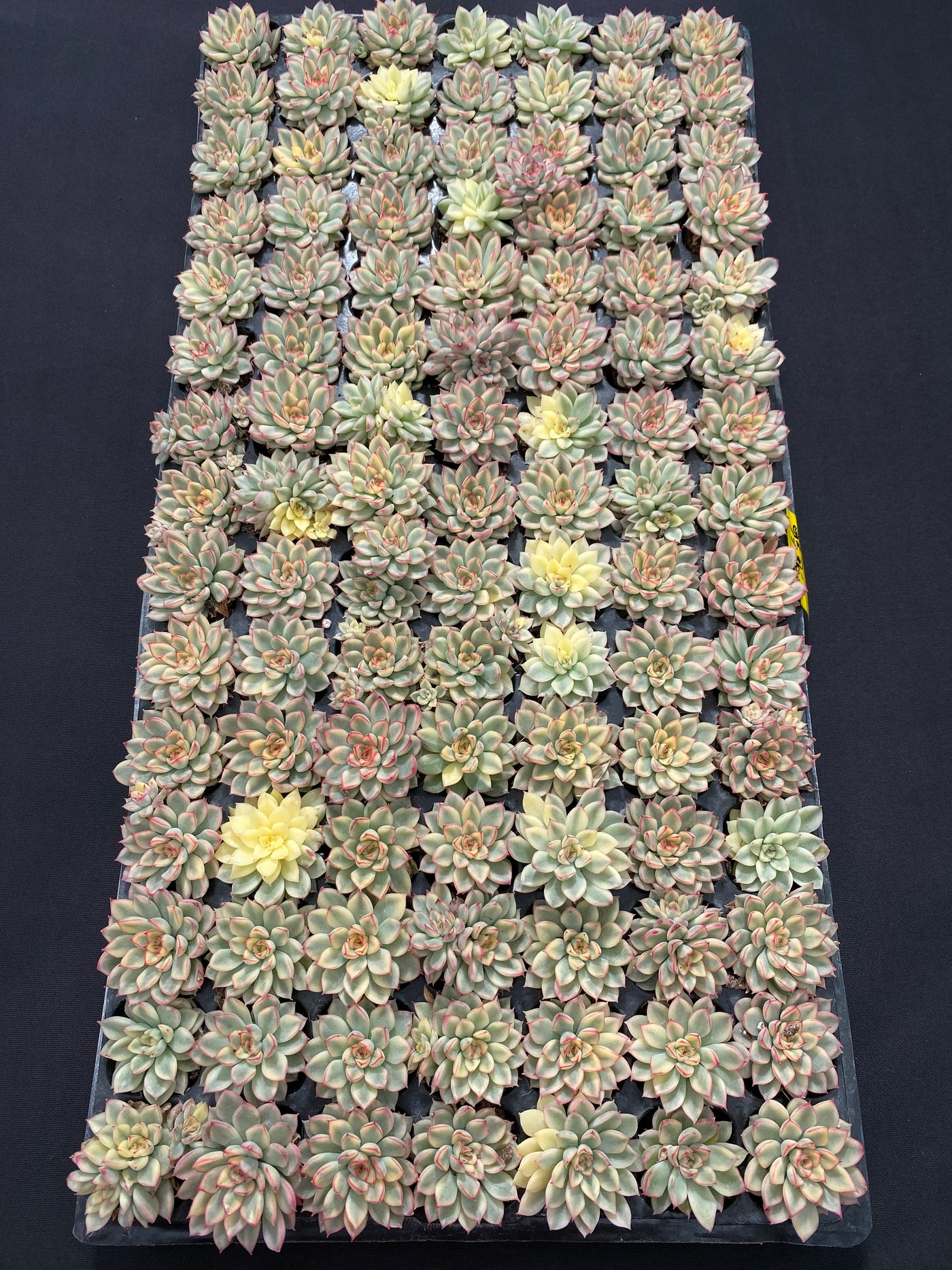 多肉植物 メビナ 72株セット 品番AB0028