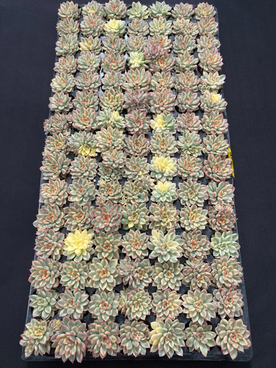 多肉植物 メビナ 72株セット 品番AB0028