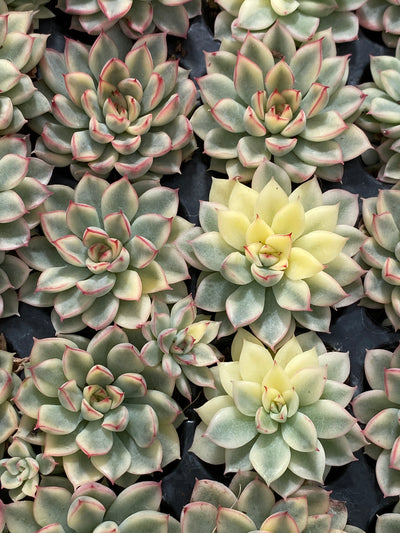 多肉植物 メビナ 72株セット 品番AB0028