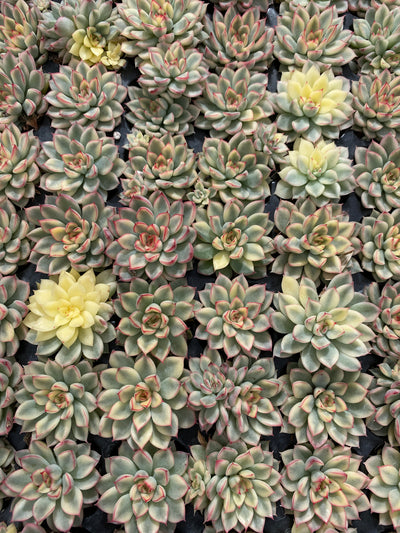 多肉植物 メビナ 72株セット 品番AB0028