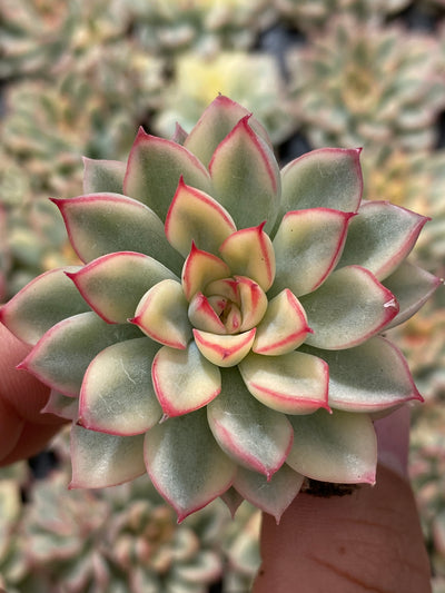 多肉植物 メビナ 72株セット 品番AB0028