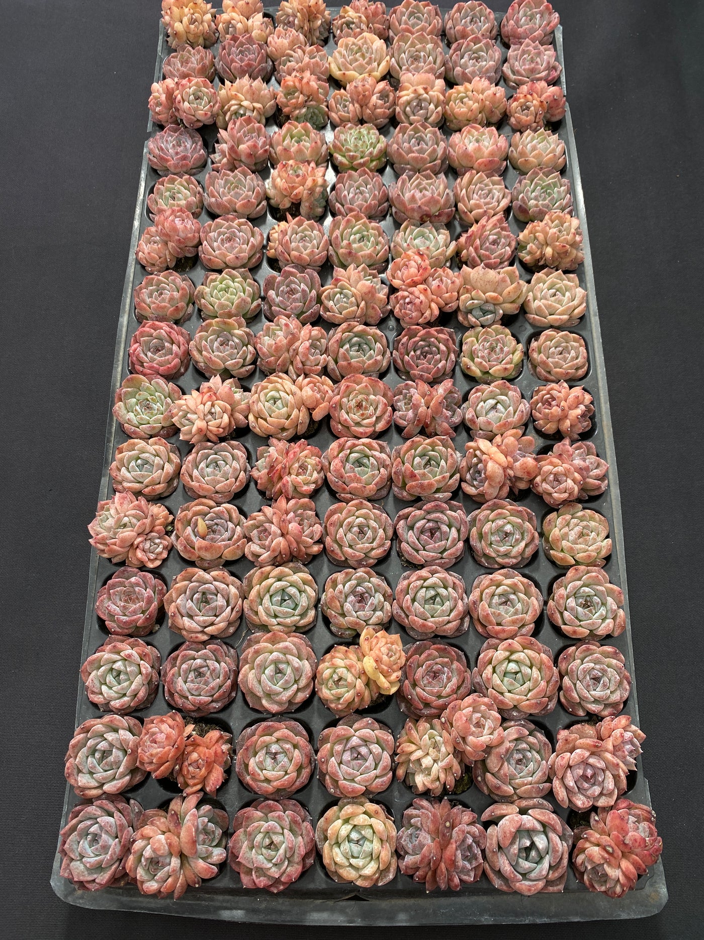 多肉植物 メイゲツセイ 105株セット 品番AB0216