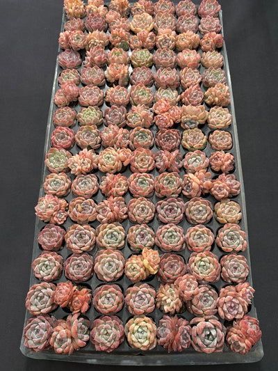 多肉植物 メイゲツセイ 105株セット 品番AB0216