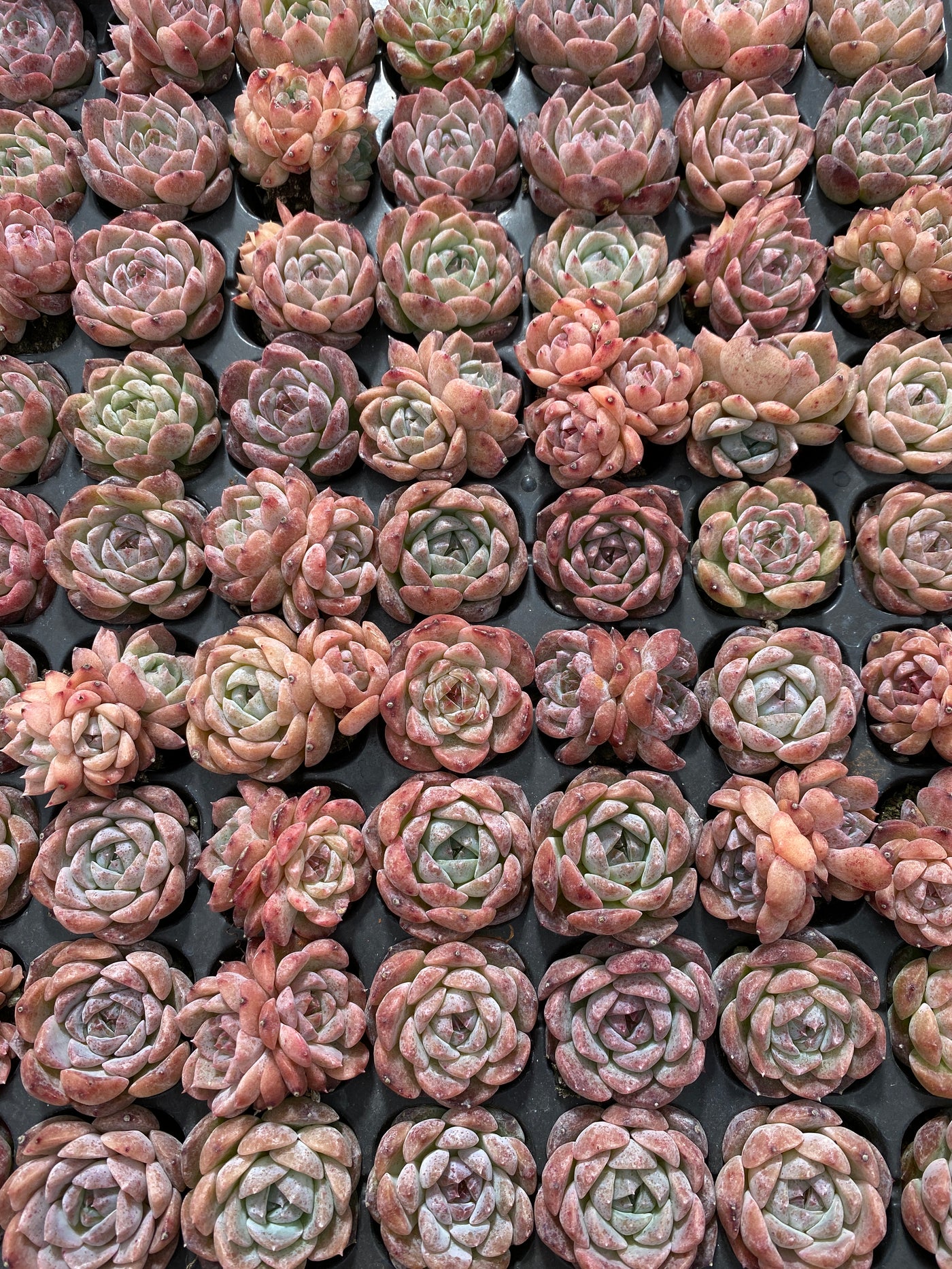 多肉植物 メイゲツセイ 105株セット 品番AB0216