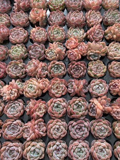多肉植物 メイゲツセイ 105株セット 品番AB0216