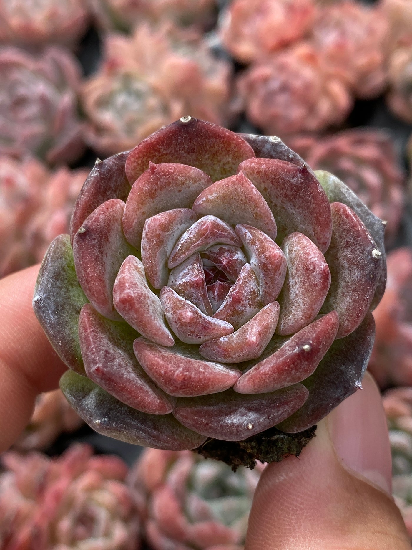 多肉植物 メイゲツセイ 105株セット 品番AB0216