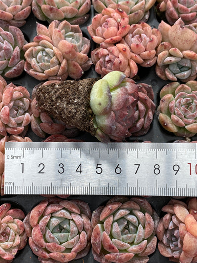 多肉植物 メイゲツセイ 105株セット 品番AB0216