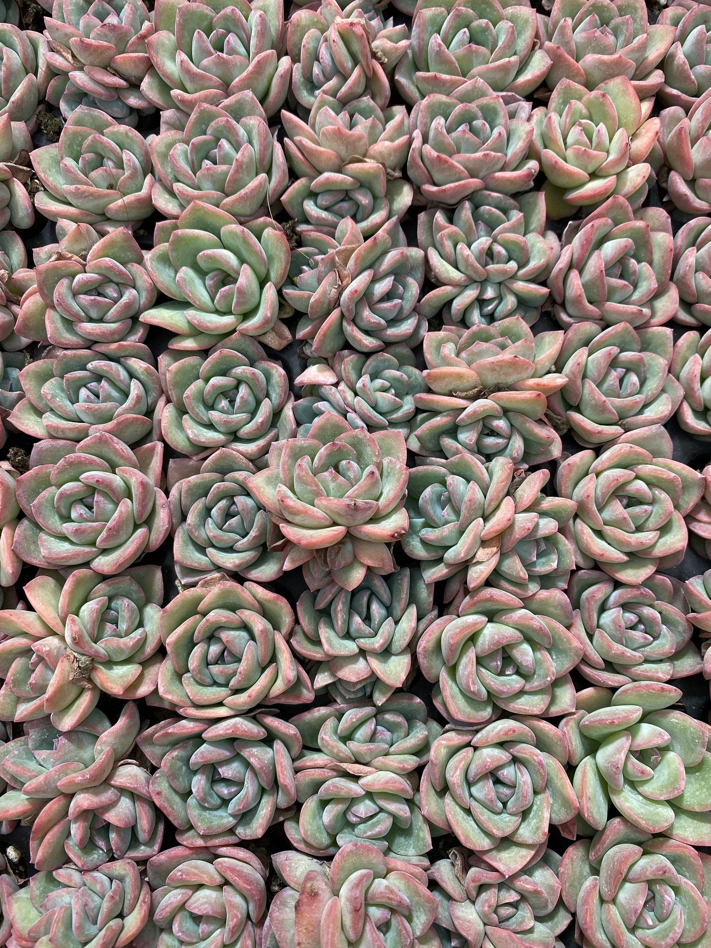 多肉植物 ゴウドウ 105株セット 品番AB0062