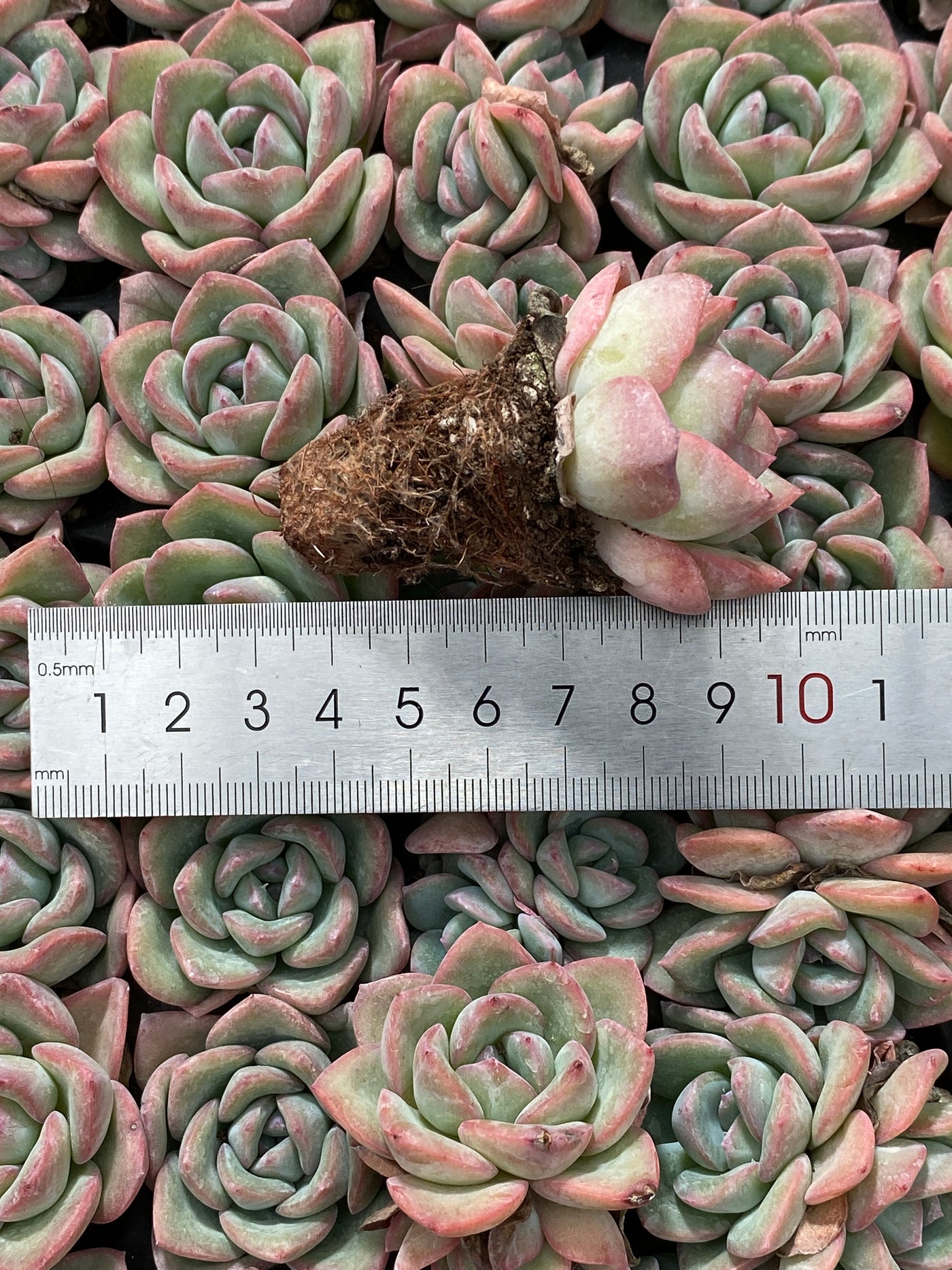 多肉植物 ゴウドウ 105株セット 品番AB0062