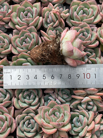 多肉植物 ゴウドウ 105株セット 品番AB0062