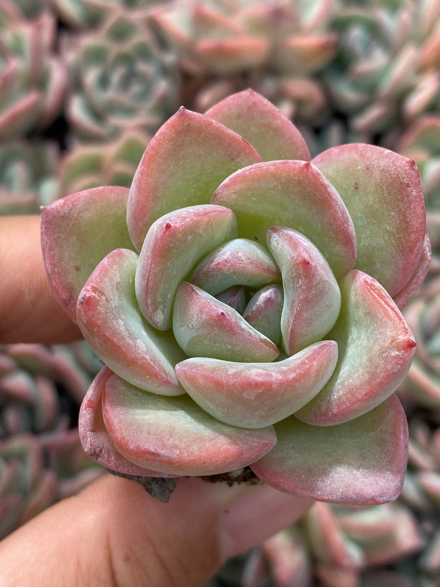 多肉植物 ゴウドウ 105株セット 品番AB0062