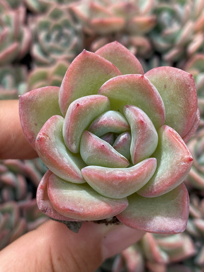 多肉植物 ゴウドウ 105株セット 品番AB0062