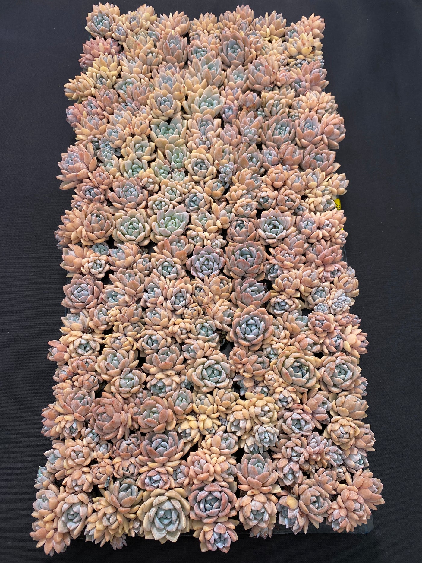 多肉植物 ユメノユキ 105株セット 品番AB0158