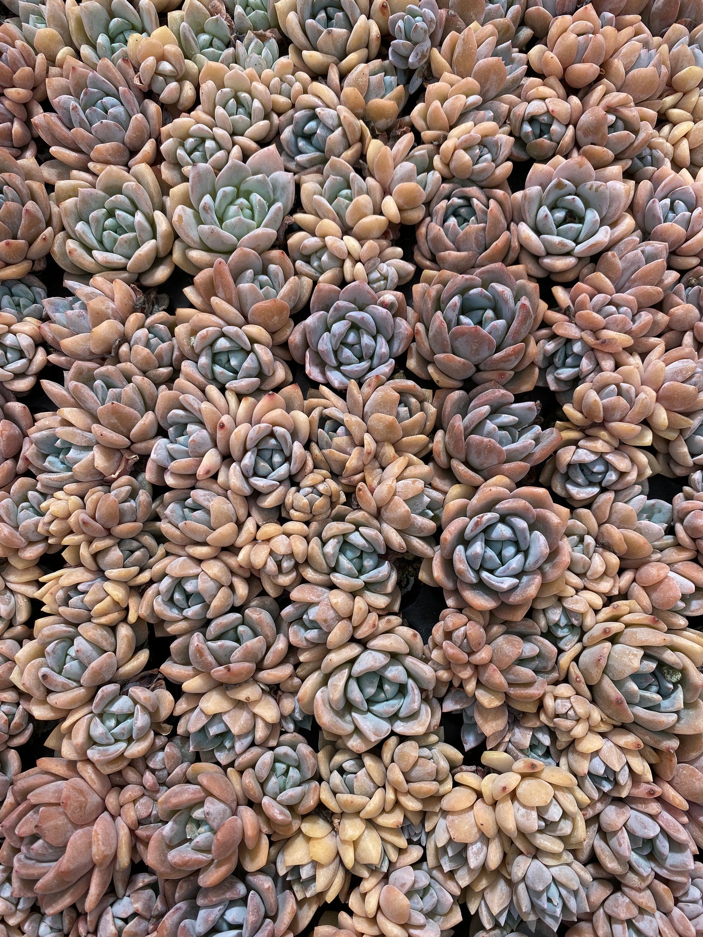 多肉植物 ユメノユキ 105株セット 品番AB0158