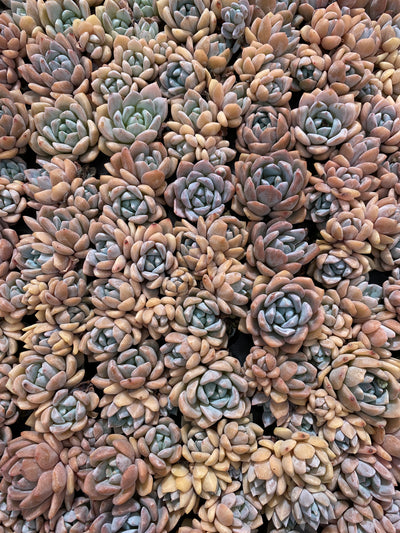 多肉植物 ユメノユキ 105株セット 品番AB0158