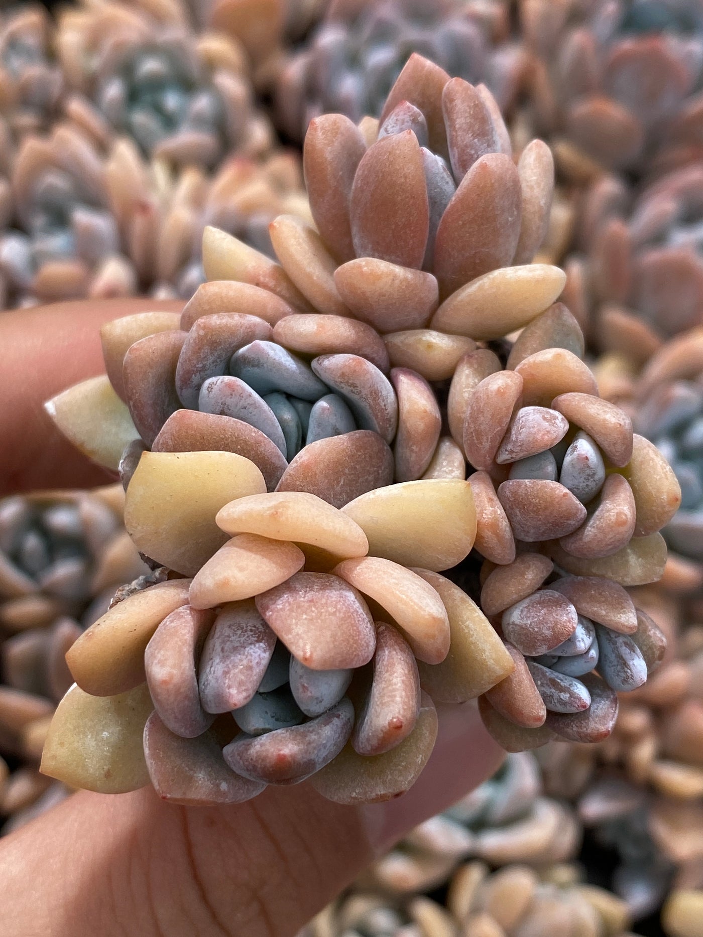 多肉植物 ユメノユキ 105株セット 品番AB0158