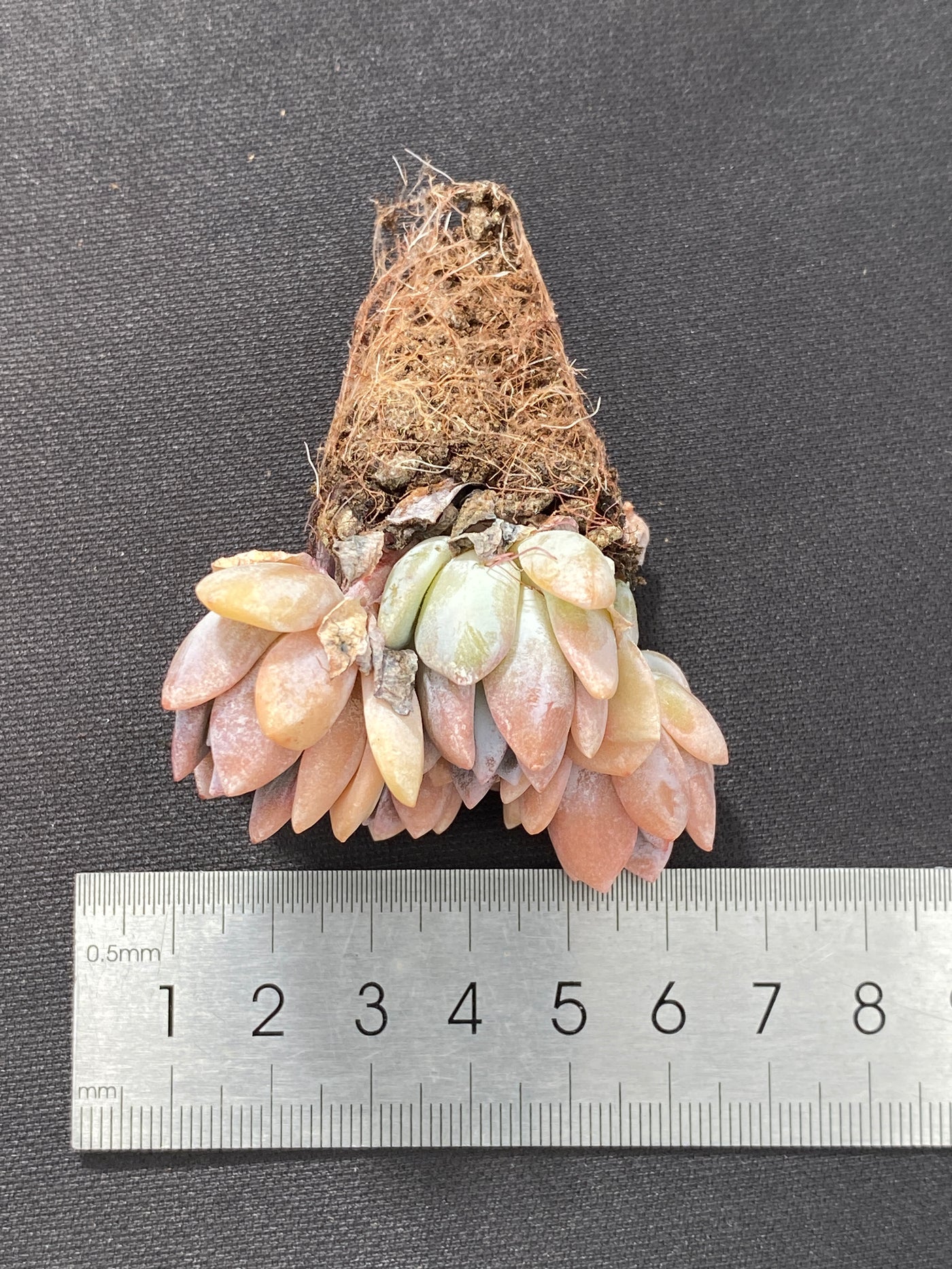 多肉植物 ユメノユキ 105株セット 品番AB0158