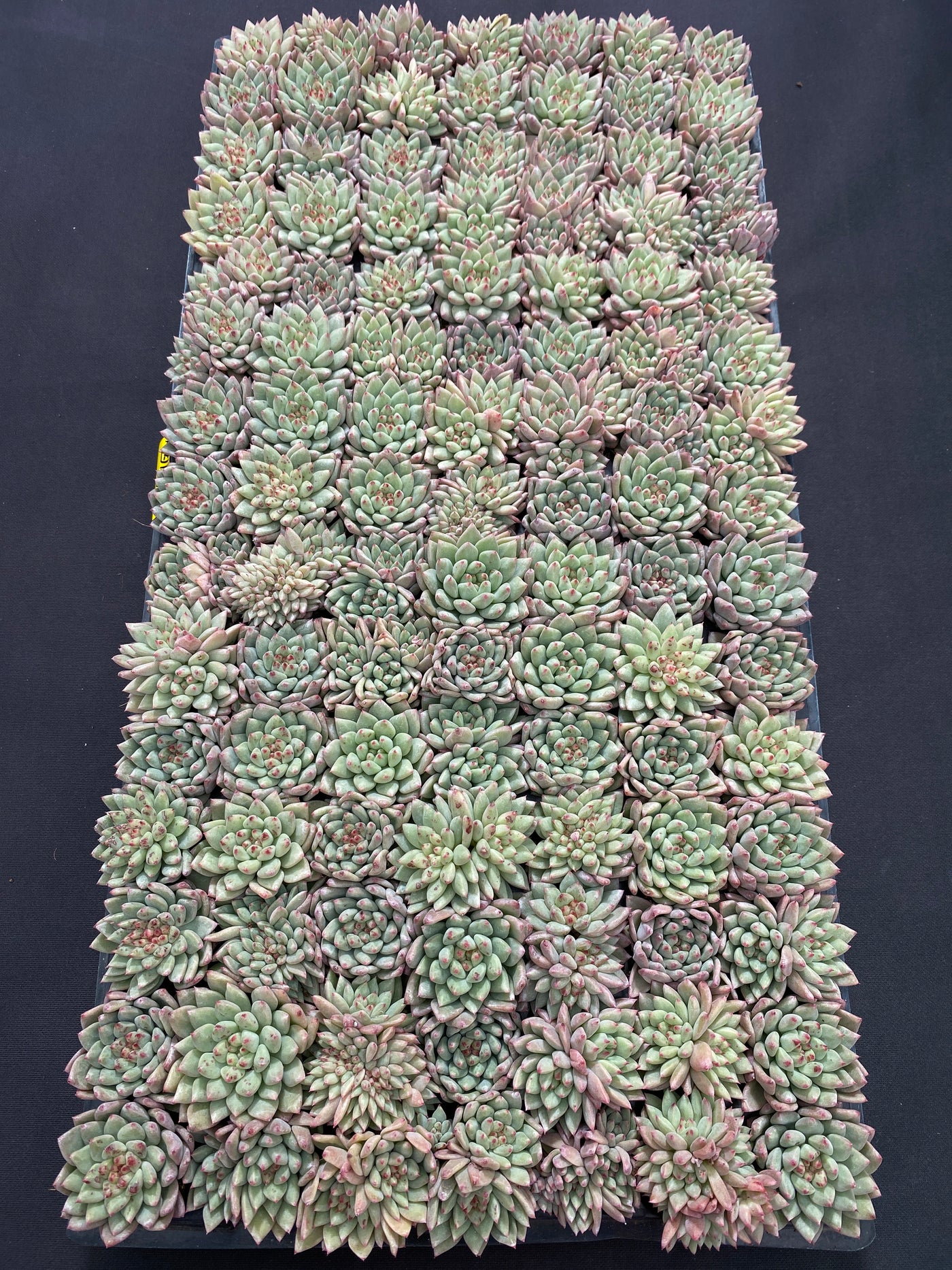 多肉植物 ルージュボタン 105株セット 品番AB0053