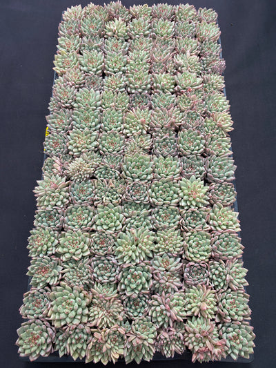 多肉植物 ルージュボタン 105株セット 品番AB0053