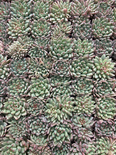 多肉植物 ルージュボタン 105株セット 品番AB0053
