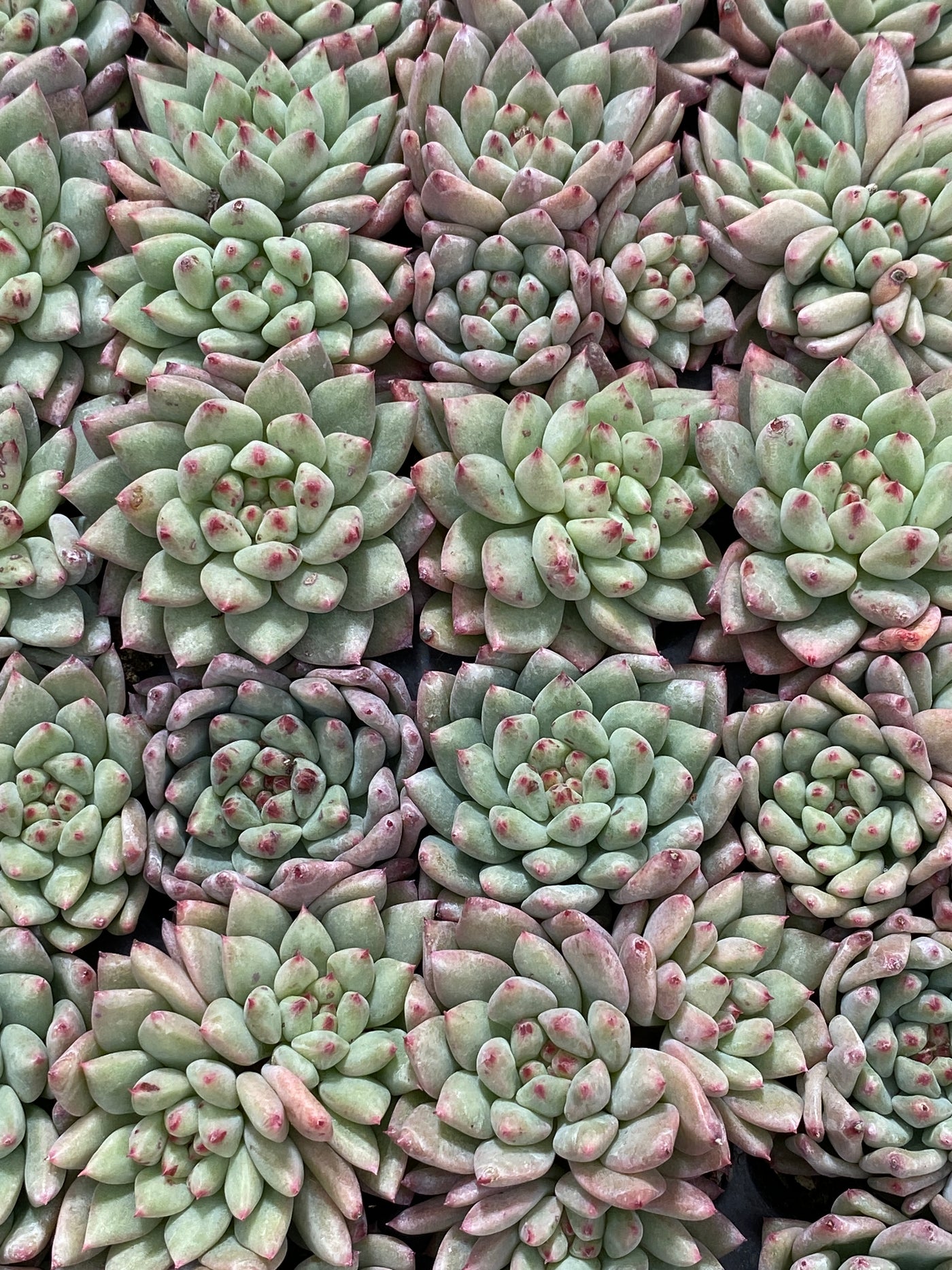 多肉植物 ルージュボタン 105株セット 品番AB0053